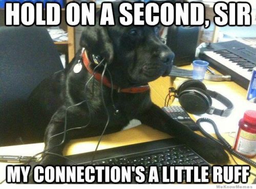 Meme computer repair dog.